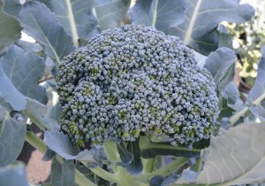 Tried & True Broccoli