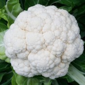 Tried & True Bishops F1 Cauliflower