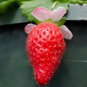 Tried & True Berries Galore Strawberry