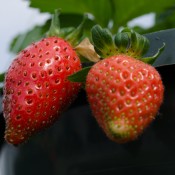 Tried & True Berries Galore Strawberry