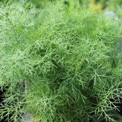 Tried & True Fernleaf Dill