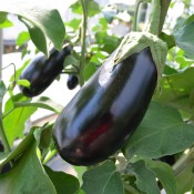 Tried & True Eggplant