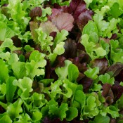 Tried & True Gourmet Salad Blend