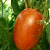 Tried & True La Roma Heirloom Tomato