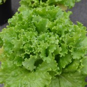 Tried & True Bergam's Green Leaf Lettuce