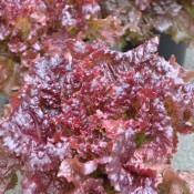 Tried & True New Red Fire Leaf Lettuce