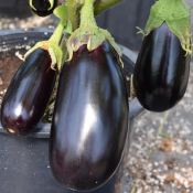 Tried & True Eggplant