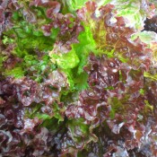 Tried & True New Red Fire Leaf Lettuce
