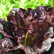 Tried & True Lettuce Rouge D'Hiver Romaine