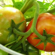Tried & True Super Fantastic Tomato