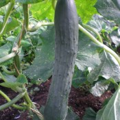 Tried & True Sweet Success Long English Cucumber