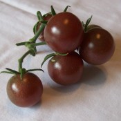 Tried & True Black Cherry Heirloom Tomato