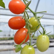 Tried & True Sweet Hearts F1 Grape Tomato