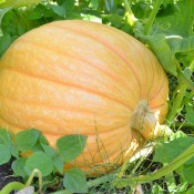 Tried & True Dill's Atlantic Giant Pumpkin