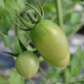 Tried & True Green Grapes Heirloom Tomato