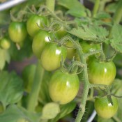 Tried & True Green Grapes Heirloom Tomato