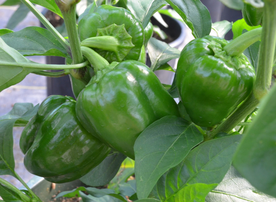 Learn About Growing Red Peppers