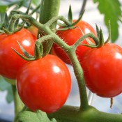 Tried & True Red Cherry Tomato
