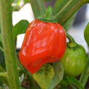 Tried & True Habanero Rojo Hot Pepper
