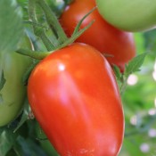 Tried & True San Marzano Heirloom Tomato
