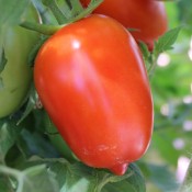 Tried & True San Marzano Heirloom Tomato