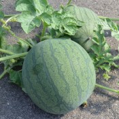 Tried & True Watermelon