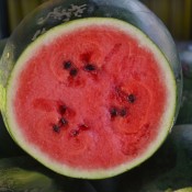 Tried & True Sugar Baby Watermelon