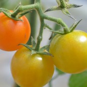 Tried & True Sungold F1 Tomato