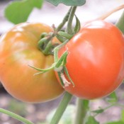 Tried & True Super Fantastic Tomato
