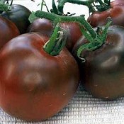 Tried & True Black Prince Heirloom Tomato