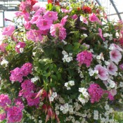 Pink and White Moss Hanging Basket