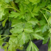 Tried & True Dark Italian Flat Leaf Parsley