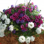 Purple, Blue and White Hanging Basket