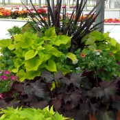 Mixed Planter with Assorted Ipomoea