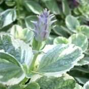 Variegated Hop Off Plant with Flower Bud