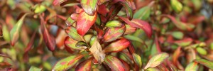 Tried & True Coprosma