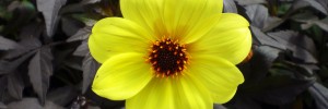 Tried & True Dahlia Mystic Illusion