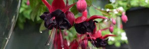 Tried & True Fuchsia Blacky