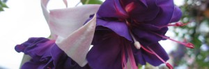 Tried & True Fuchsia Deep Purple