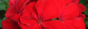 Tried & True Geranium Calliope Dark Red