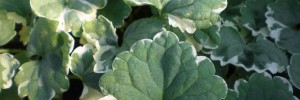 Tried & True Glechoma Emerald Frost