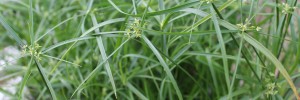 Tried & True Grass Cyperus Umbrella