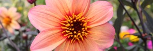 Tried & True Dahlia Mystic Fantasy