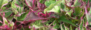 Tried & True Ipomoea Tri-Colour