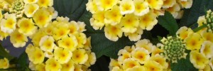 Tried & True Lantana Scentimental Lemon