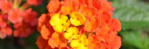 Tried & True Lantana Scentimental Red