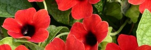 Tried & True Thunbergia Serengeti Dark Red