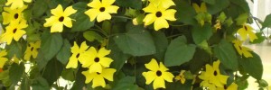 Tried & True Thunbergia Serengeti Yellow