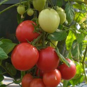Tried & True Cherry Fountain Tomato