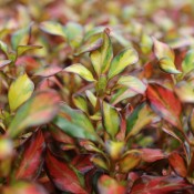 Tried & True Coprosma Evening Glow